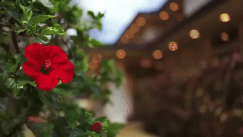 Videography